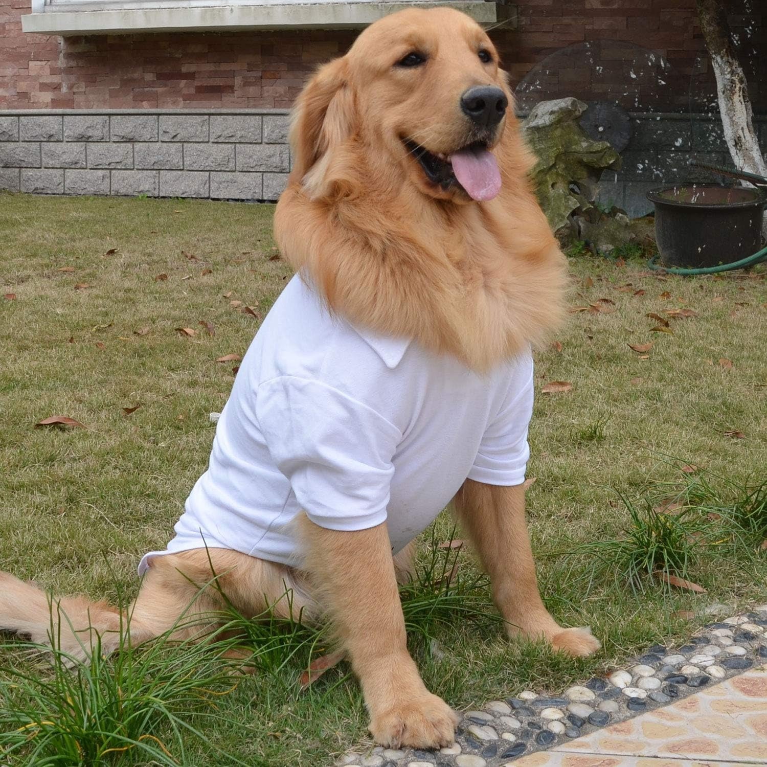 Basic Dog Polo Shirt – Premium Cotton Polo T-Shirts with Two-Button Collar